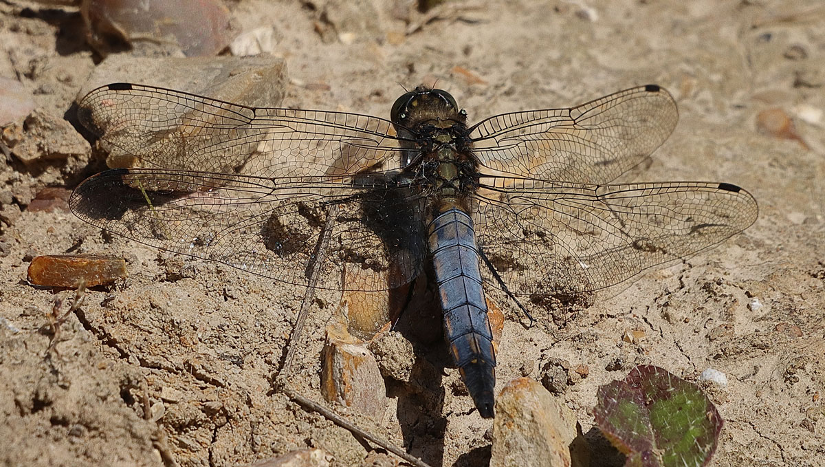 Orthetrum_cancellatum